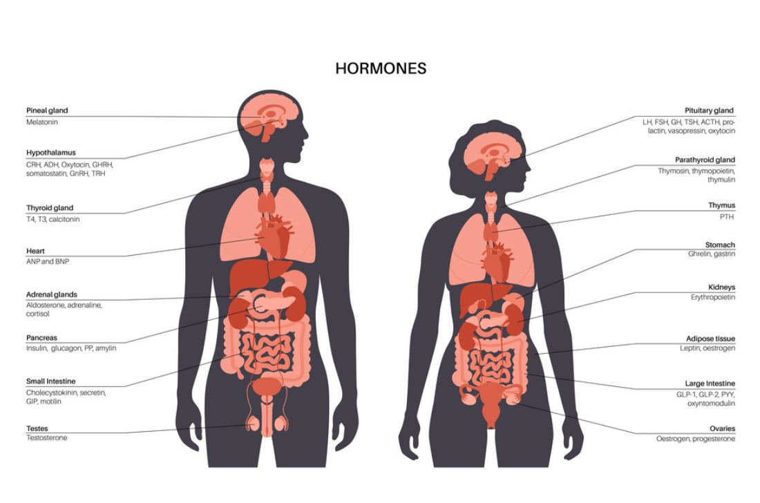 Some Sources for Hormones?,tfico, steel blades, california, atlanta, georgia, Maharashtra,Andhra Pradesh,Hyderabad,Baden-Wurttemberg, St Louis, Missouri, industrial knives uae, dubai machine blades, Belarus Knives, Belarus steel blades, Sharjah Industrial Knives,